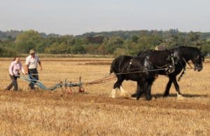 ploughing matches